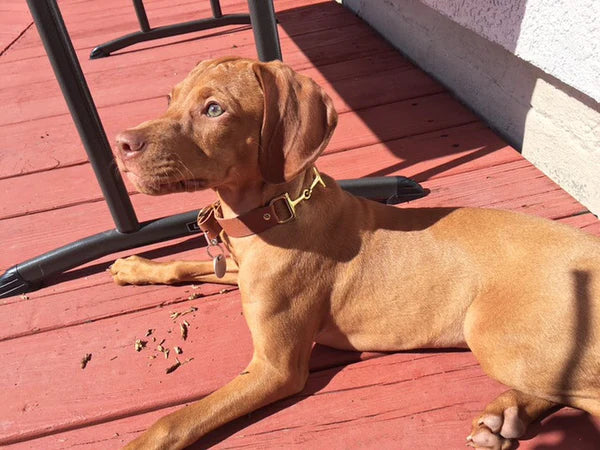 Ellie Snaffle Bit Collar